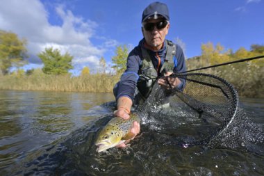 Büyük kahverengi bir alabalığı sineğin içine alıyor.