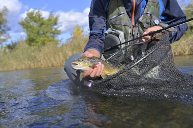 Büyük kahverengi bir alabalığı sineğin içine alıyor.