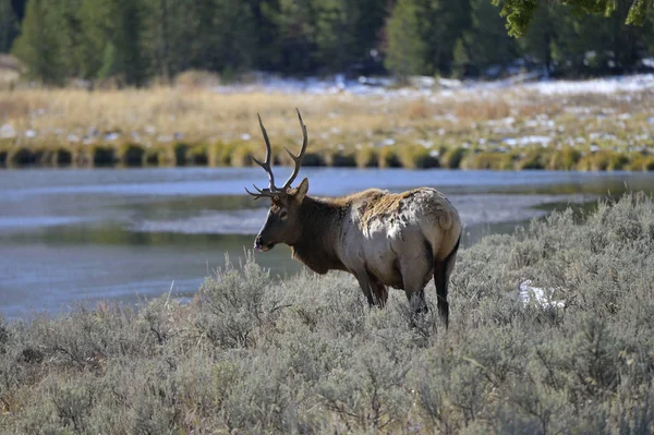 Deer Yellowstone Park Autumn — Stock Photo, Image