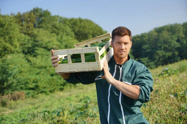 Agricultor Campo Agrícola Que Posee Una Caja Calabacines — Foto de Stock