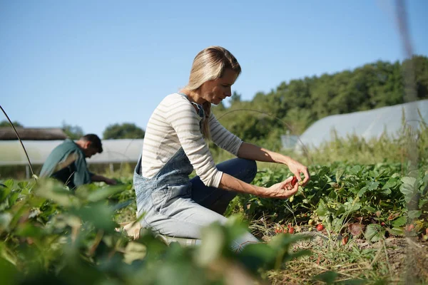 有機畑でイチゴを摘む農家のカップル — ストック写真