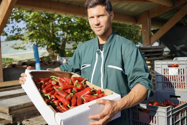 Agricultor Campo Agrícola Que Tiene Cajón Pimientos Rojos —  Fotos de Stock