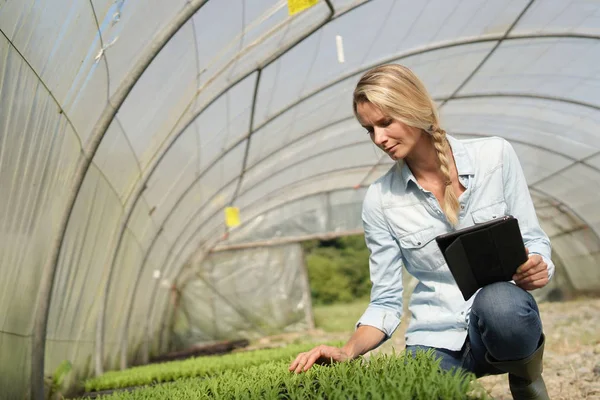 Agronomist Checking Seedlings Greenhouse — Stock Photo, Image