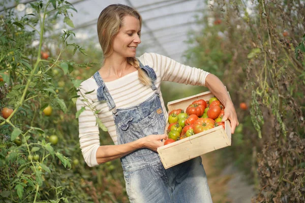 Farmer Woman Greenhouse Holding Box Tomatoes — Stock Photo, Image