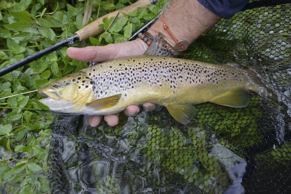 Nemen Van Een Grote Bruine Forel Vlieg — Stockfoto