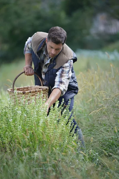 Rolnik Zajmujący Się Rolnictwem Polu Ekologicznym — Zdjęcie stockowe