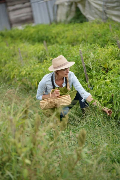 Γεωργός Γυναίκα Στο Πεδίο Μαζεύοντας Πιπεριές — Φωτογραφία Αρχείου