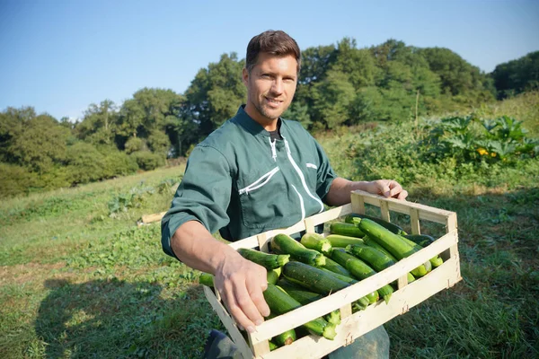 Landwirt Landwirtschaftlichem Feld Hält Kiste Mit Zucchinis — Stockfoto