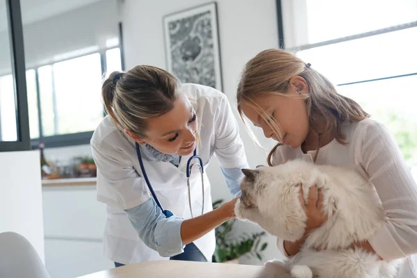 獣医とともに女の子チェックオン猫 — ストック写真