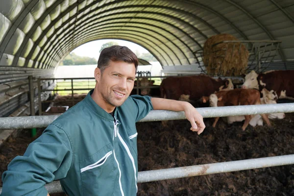 站在谷仓里的农夫 背景里的牛 — 图库照片