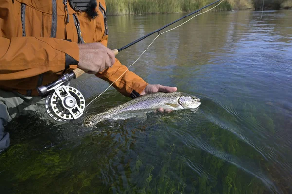 Captura Una Trucha Arco Iris Por Pescador Mosca Otoño —  Fotos de Stock