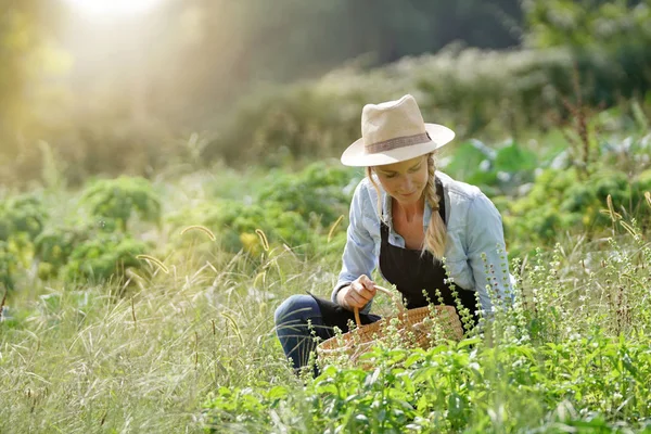 Mujer Agricultora Que Trabaja Campo Orgánico Agrícola — Foto de Stock