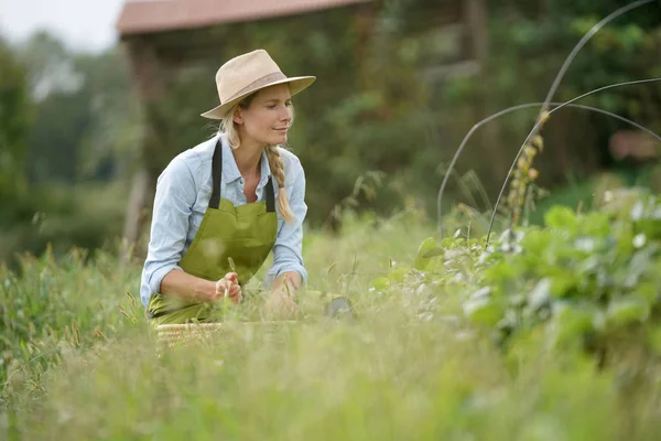 Retrato Agricultor Mulher Campo Morango — Fotografia de Stock