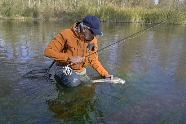 Captura Uma Truta Arco Íris Por Pescador Mosca Outono — Fotografia de Stock