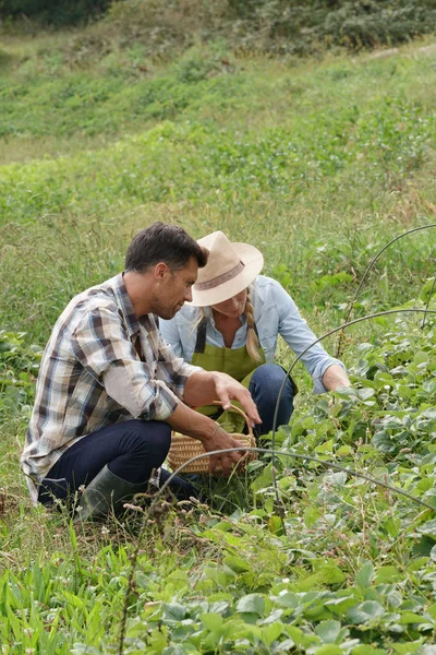 Bauernpaar Arbeitet Auf Bio Erdbeerfeld — Stockfoto