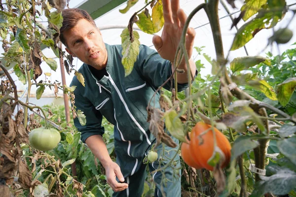 Landwirt Gewächshaus Kontrolliert Tomaten — Stockfoto