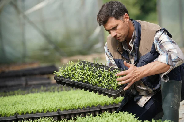 Agricultor Controlo Estufa Plantas Plântulas — Fotografia de Stock