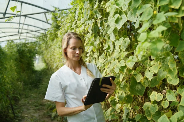 Biolog Sprawdzający Plantację Warzyw Szklarni — Zdjęcie stockowe