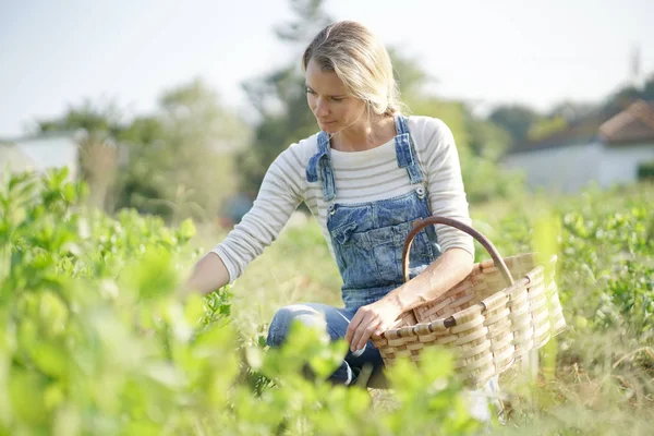 Farmer Woman Organic Field Picking Vegetables — Stock Photo, Image