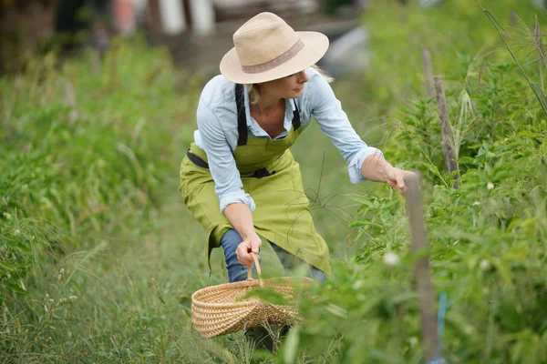 Femme Agricultrice Dans Champ Cueillette Des Poivrons — Photo