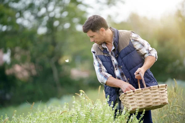 Agricultor Que Trabalha Campo Biológico Agrícola — Fotografia de Stock