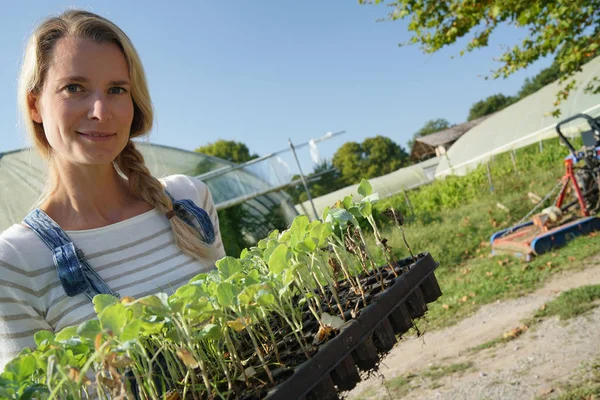 Jordbrukarkvinna Som Tar Plantor Till Växthuset — Stockfoto