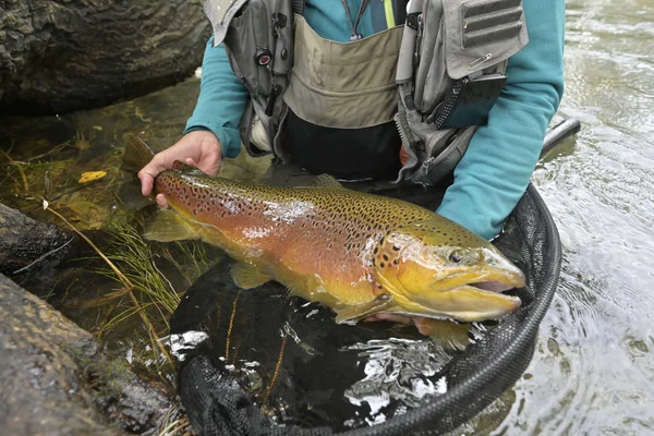 Nemen Van Een Grote Bruine Forel Vlieg — Stockfoto