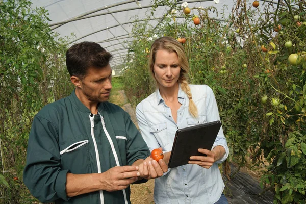 Mezőgazdasági Termelő Agronómussal Üvegházban Digitális Táblagéppel — Stock Fotó