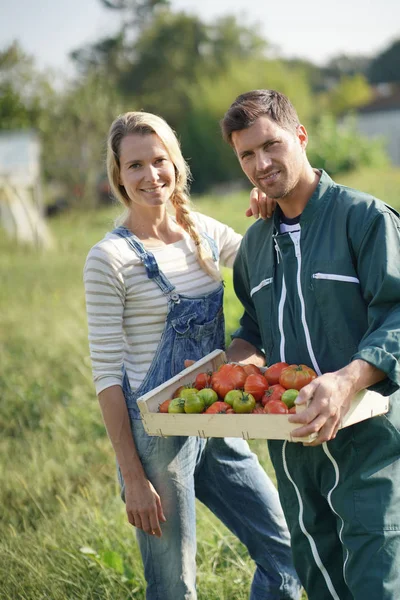 有機トマトの箱を持っている農家のカップル — ストック写真