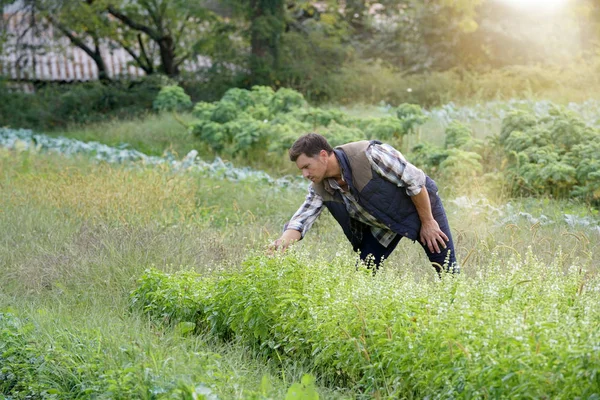 Agriculteur Travaillant Dans Domaine Agricole Biologique — Photo