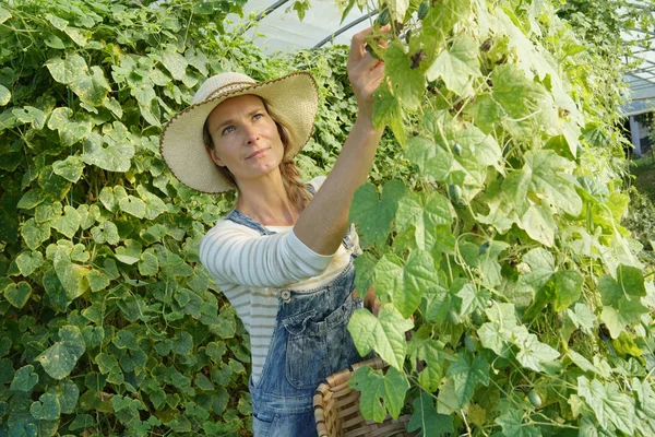 Mulher Agricultor Estufa Colhendo Abobrinha — Fotografia de Stock