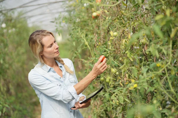 Engenheiro Agrícola Estufa Verificando Plantas Tomate — Fotografia de Stock