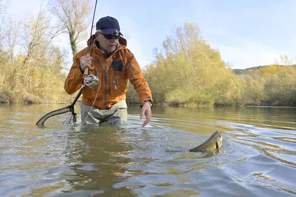 Capture Une Truite Par Pêcheur Mouche Automne — Photo