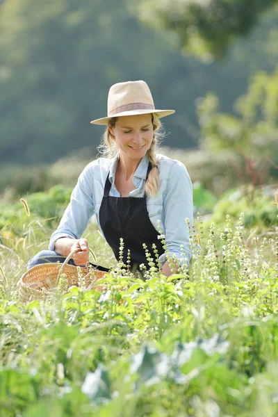 Mulher Agricultora Que Trabalha Campo Agricultura Biológica — Fotografia de Stock