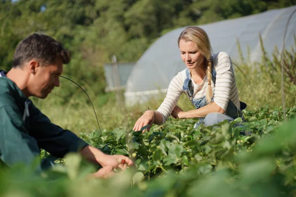 有機畑で野菜を摘む農家のカップル — ストック写真
