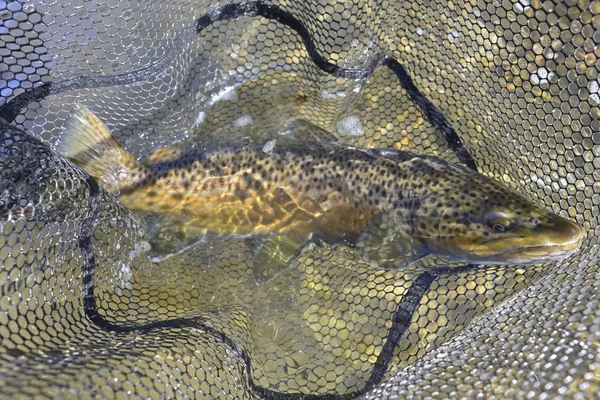 Taking Beautiful Brown Trout Fly — Stock Photo, Image