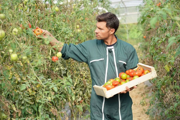 Agricoltore Serra Raccogliendo Pomodori Biologici — Foto Stock