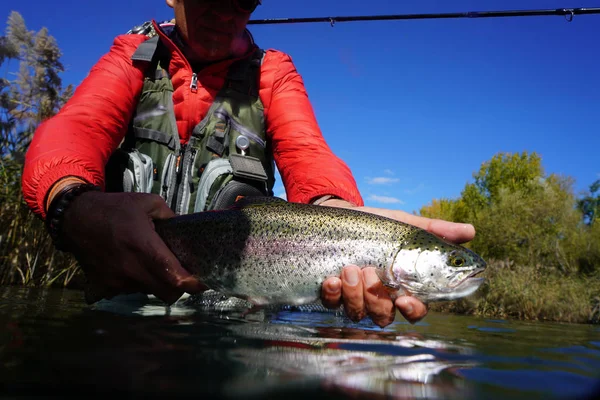 Taking Big Rainbow Fly — Stock Photo, Image