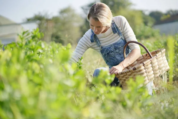 Mujer Agricultora Campo Orgánico Recogiendo Verduras — Foto de Stock