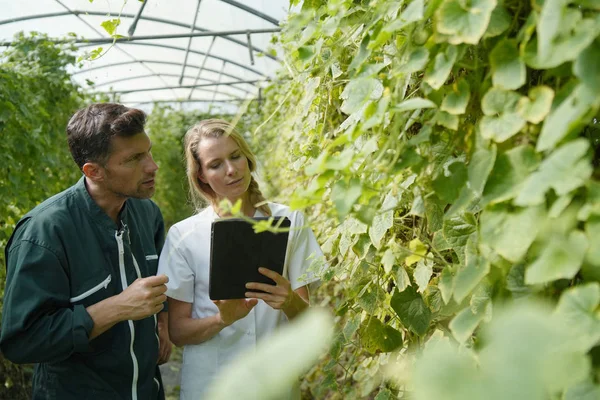 Biologo Con Agricoltore Piantagione Controllo Serra — Foto Stock