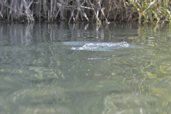 Gros Gloussement Une Truite Dans Rivière — Photo