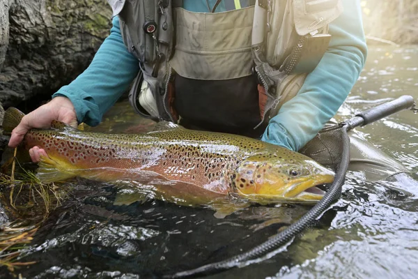 Nemen Van Een Grote Bruine Forel Vlieg — Stockfoto