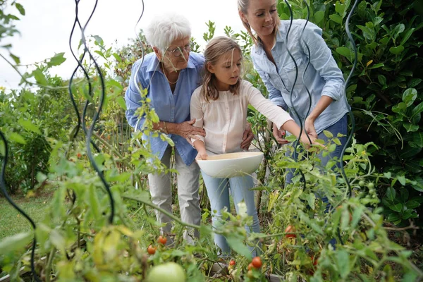 Pomodori Raccolta Famiglia Generazioni Orto — Foto Stock