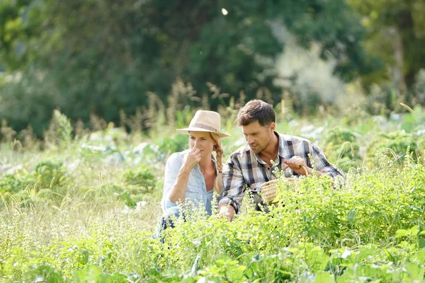 農業分野の農家のカップル — ストック写真