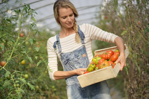 Mulher Agricultor Estufa Caixa Tomate — Fotografia de Stock