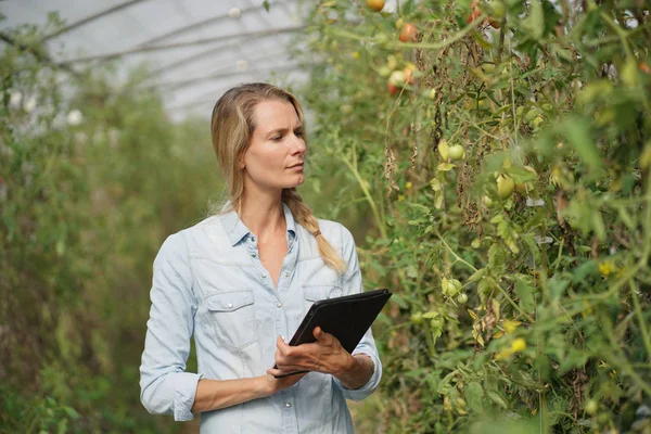 Agricultural Engineer Greenhouse Checking Tomato Plants — Stock Photo, Image