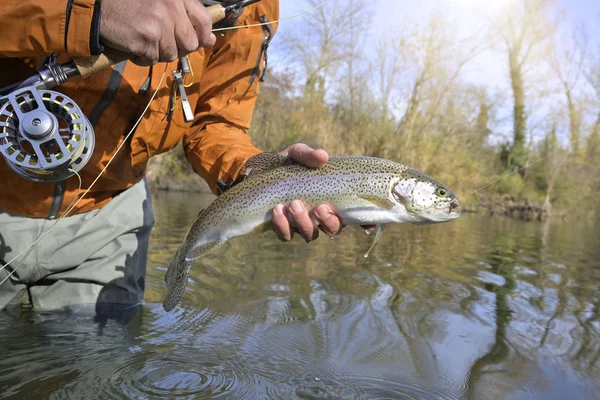 Captura Una Trucha Arco Iris Por Pescador Mosca Otoño — Foto de Stock