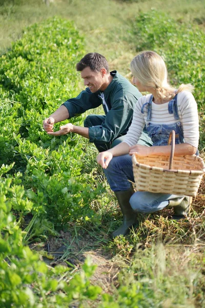Casal Agricultores Que Colhem Legumes Campo Orgânico — Fotografia de Stock