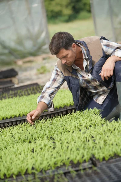 植物や苗をチェックする温室内の農家 — ストック写真