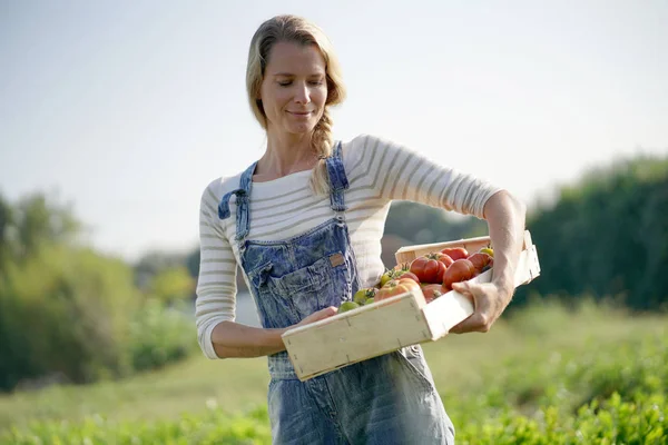 Gülümseyen Çiftçi Kadın Elinde Bir Kutu Organik Domates Tutuyor — Stok fotoğraf